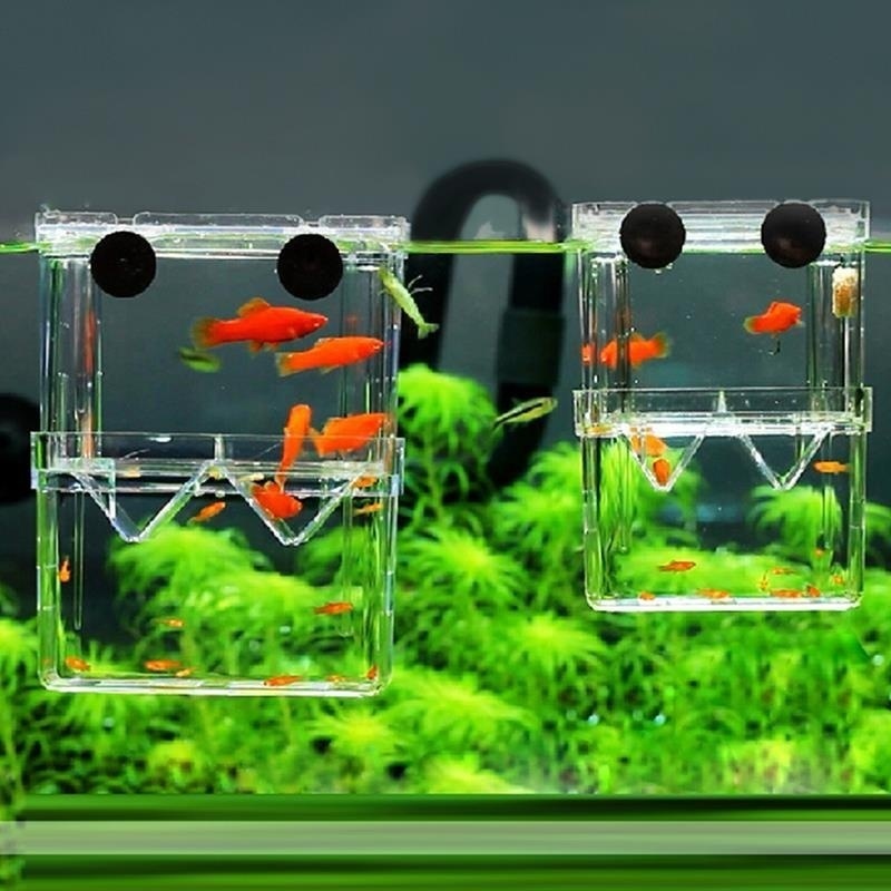 Aquarium Fish In Bowl - Multifuncional aquário de peixes alta clara
