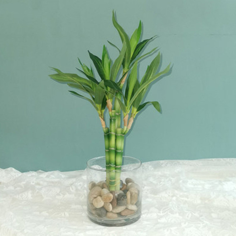 Nova Planta Artificial de Bamb - Aquarium Fish Gallery avaliação e preço