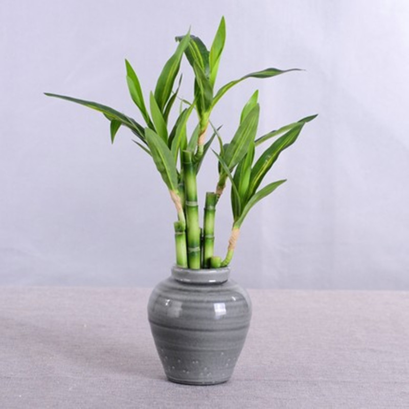 Nova Planta Artificial de Bamb - Aquarium Fish Gallery avaliação e preço