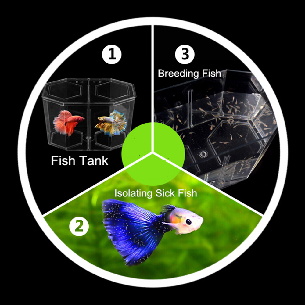 Acrílico dois splits guppy tan - Aquarium Fish In Bowl avaliação e preço