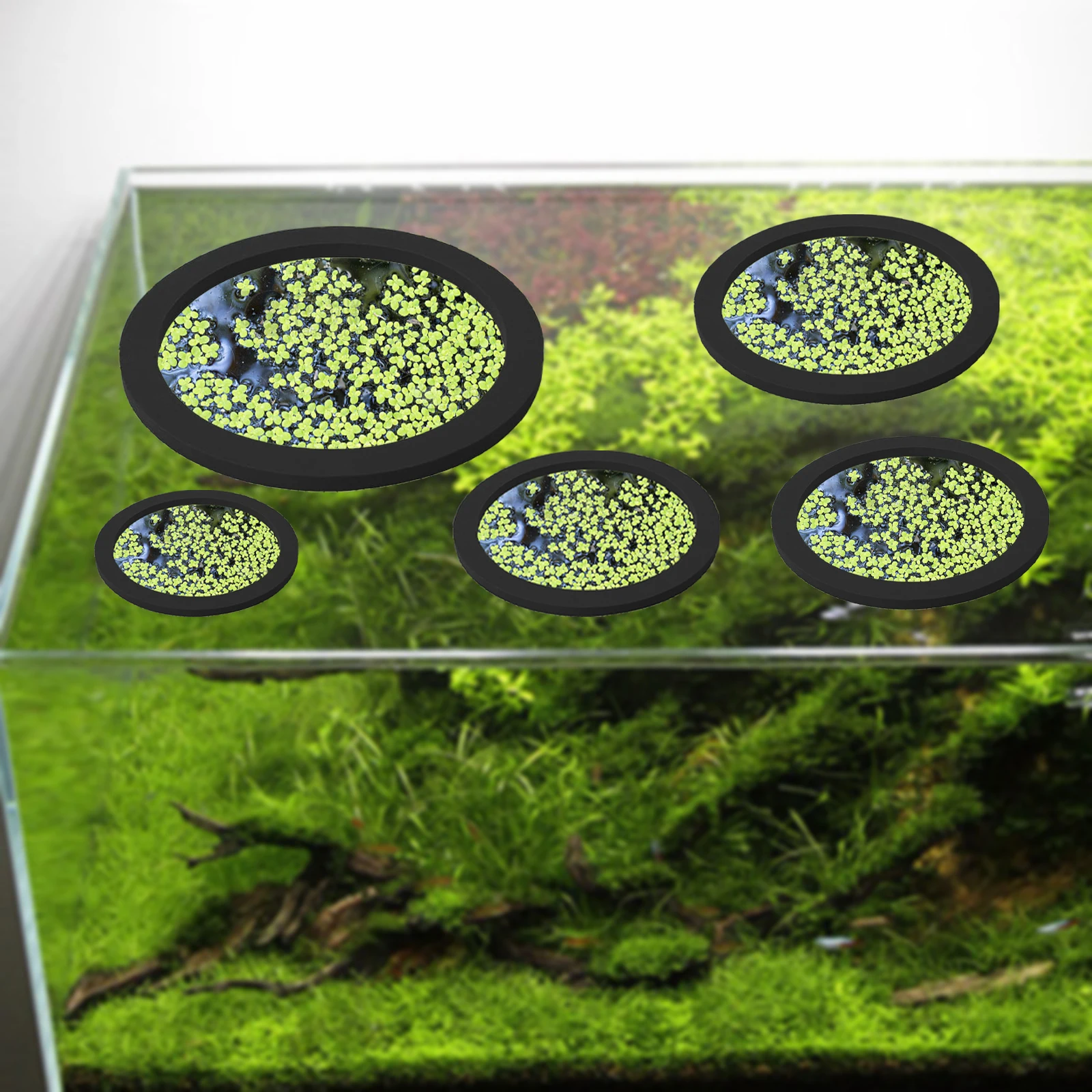 5 pçs eva anel de alimentação  - Aquarium Fish Gallery avaliação e preço